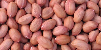 Bold-Peanut Bold-Peanut