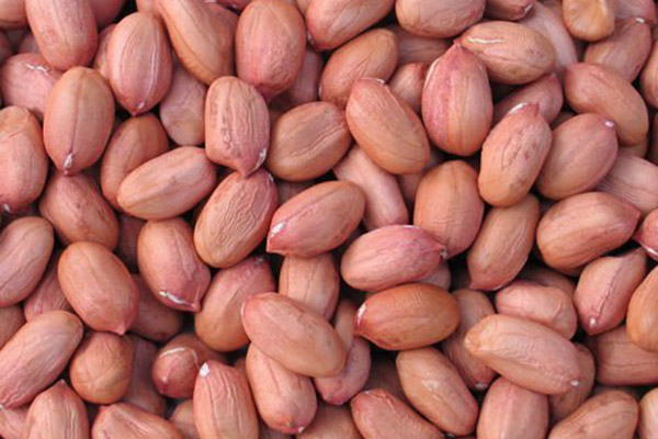 Bold-Peanut
